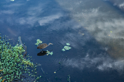 Park «Kapok Park», reviews and photos, 2950 Glen Oak Ave N, Clearwater, FL 33759, USA