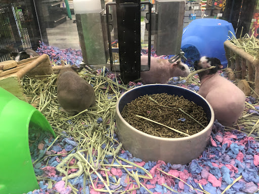 Pet Store «Pet Supermarket, Inc.», reviews and photos, 2446 N University Dr, Coral Springs, FL 33065, USA