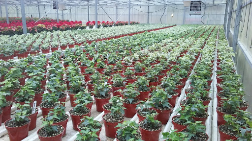 Mitchell Greenhouses image 9