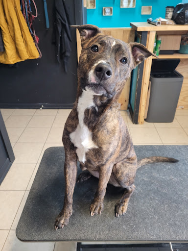 Pet Groomer «Foxy Mutts Grooming Salon», reviews and photos, 303 E Franklin St, Spencer, IN 47460, USA