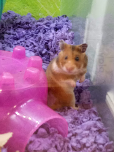 Pet Supply Store «PetSmart», reviews and photos, 5200 W Main St, Kalamazoo, MI 49009, USA