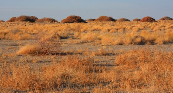 Barsakelmes Nature - Nature preserve 774P+PQ2 Avan Kazakhstan Immense desert of plains, hills & wetlands, home to camels, reptiles & many birds. barsakelmes.kz 4.1 77 reviews
