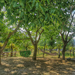 Photo n°2 de l'avis de saso.r fait le 16/08/2020 à 17:56 sur le  Agriturismo La Petrosa di Celzi- FORINO AVELLINO à Forino