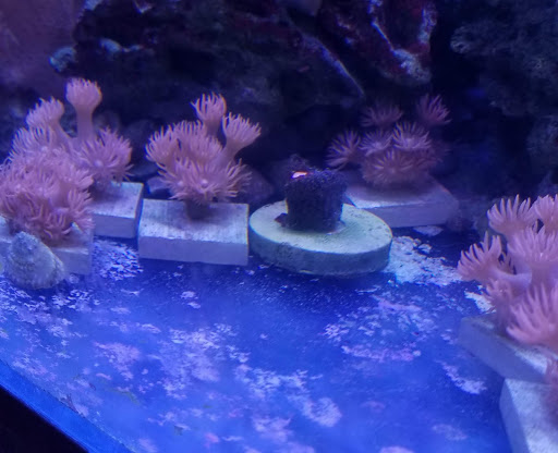 Aquarium «Marine EXTREMES», reviews and photos, 6257 E 21st St N, Wichita, KS 67208, USA