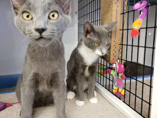 Pet Supply Store «Pet Supplies Plus», reviews and photos, 1258 Northlake Blvd, Lake Park, FL 33403, USA