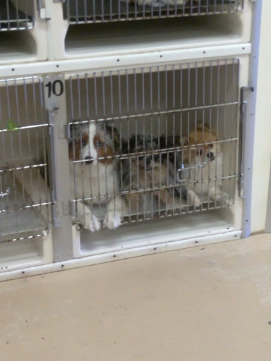 Pet Store «Debbies Pet Boutique», reviews and photos, 431 Center St, Healdsburg, CA 95448, USA