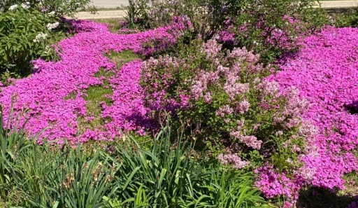 Park «Lilacia Park», reviews and photos, 150 S Park Ave, Lombard, IL 60148, USA