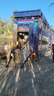 TRASPORTI ANGILLETTI - TRASPORTI NAZIONALI ED INTERNAZIONALI DI ANIMALI VIVI Contrada Macchie, 19, 88050 Petronà CZ, Italia