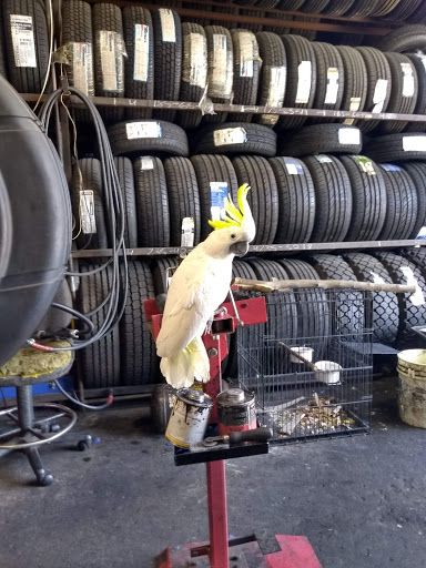 Auto Parts Store «Carquest Auto Parts», reviews and photos, 14939 Oxnard St, Van Nuys, CA 91411, USA