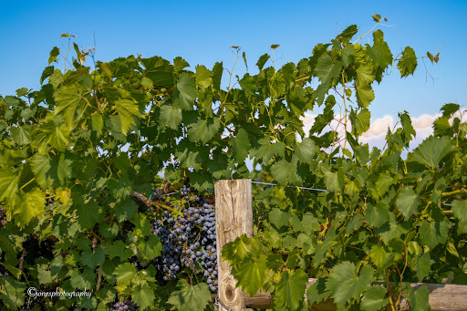 Winery «Farmer and Frenchman Winery», reviews and photos, 12522 US-41, Robards, KY 42452, USA