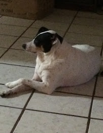 Prefurred Pet Sitting - Photo 2 - Car repair in Houston, TX, Pearland