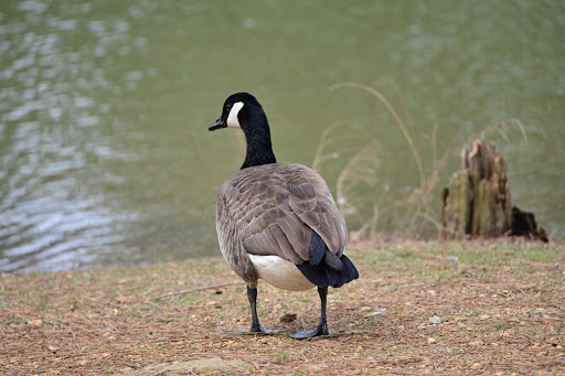 Park «Bowie Nature Park», reviews and photos, 7211 Bowie Lake Rd, Fairview, TN 37062, USA