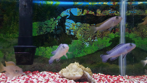 Aquarium «Sea Oddities», reviews and photos, 128 Broad St, Kingsport, TN 37660, USA