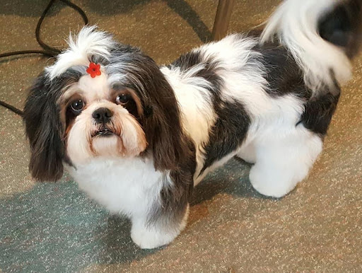 Pet Groomer «Precious Paws Pet Grooming», reviews and photos, 1807 Franklin St, Michigan City, IN 46360, USA