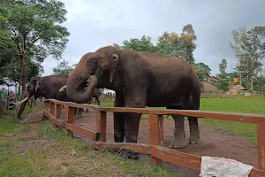 Dubare Elephant Bathing Spot image