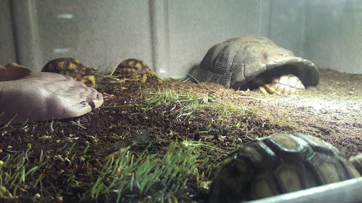 Pet Store «CUSTOM CREATURES PET SHOP», reviews and photos, 10727 N 19th Ave, Phoenix, AZ 85029, USA