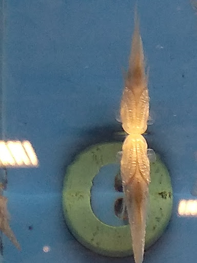 Pet Supply Store «PetSmart», reviews and photos, 807 Industrial Blvd, Smyrna, TN 37167, USA