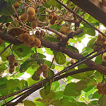 Photo n°1 de l'avis de Michael.o fait le 09/07/2022 à 04:07 sur le  Trattoria della Stella Verbania à Verbania