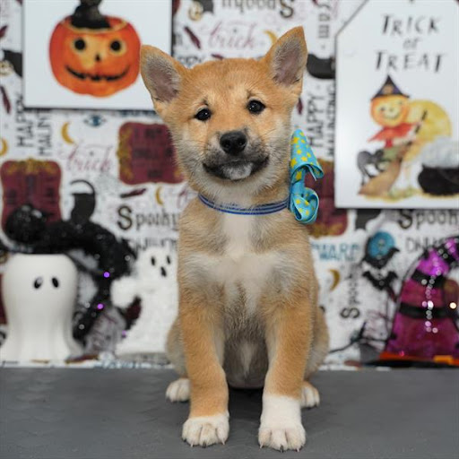 Pet Store «Pet Planet», reviews and photos, 11968 S Redwood Rd, Riverton, UT 84065, USA