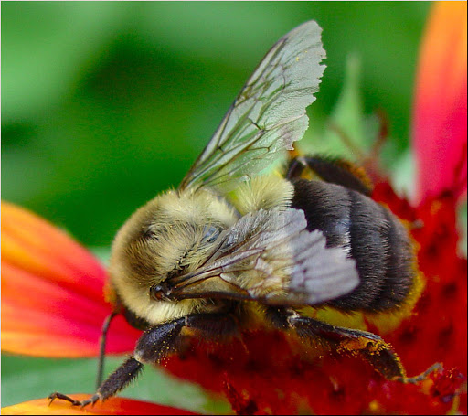 Museum «Tyler Rose Museum & Gift Shop», reviews and photos, 420 Rose Park Dr, Tyler, TX 75702, USA