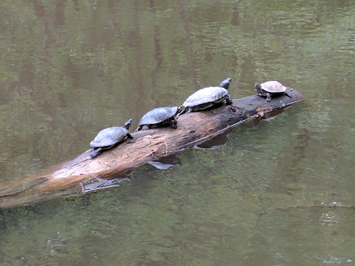 Nature Preserve «Flat Rock Brook Nature Center», reviews and photos, 443 Van Nostrand Ave, Englewood, NJ 07631, USA