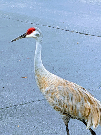 Movie Theater «AMC Veterans 24», reviews and photos, 9302 Anderson Rd, Tampa, FL 33634, USA