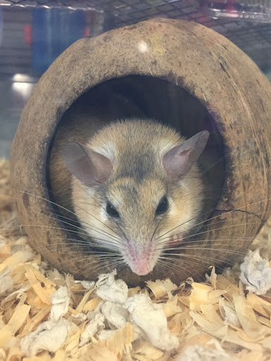 Pet Store «Critter Hut Aquarium & Pets», reviews and photos, 6637 Post Rd, North Kingstown, RI 02852, USA