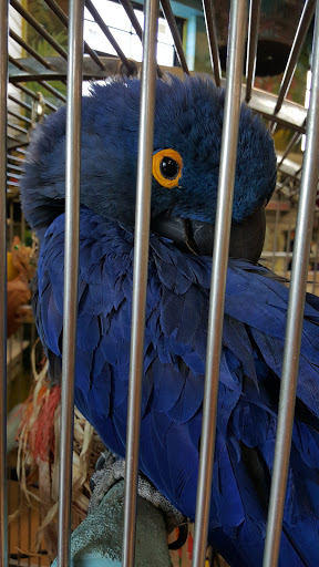 Bird Shop «The Aviary at Cauley Square», reviews and photos, 22400 Old Dixie Hwy, Miami, FL 33170, USA