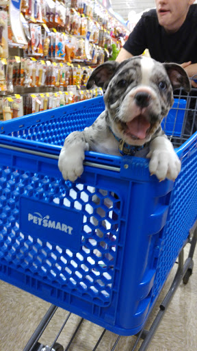 Pet Supply Store «PetSmart», reviews and photos, 534 US-441, Lady Lake, FL 32159, USA