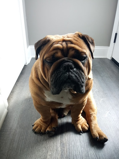 Pet Supply Store «PetSmart», reviews and photos, 3425 Amelia Dr, Orchard Park, NY 14127, USA