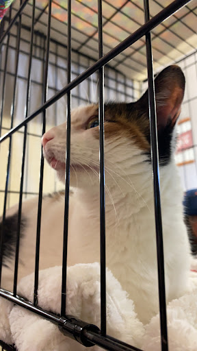 Pet Supply Store «Pet Food Express», reviews and photos, 5148 Stevens Creek Blvd, San Jose, CA 95129, USA