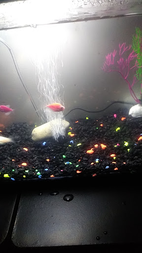 Pet Supply Store «Pet Supplies Plus», reviews and photos, 26230 Hoover Rd, Warren, MI 48089, USA