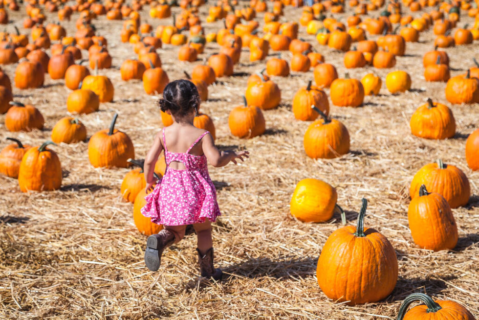 Pumpkin Harvest Festival