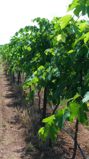 Winery «Post Familie Vineyards», reviews and photos, 1700 St Marys Mountain Rd, Altus, AR 72821, USA