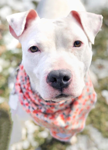 Pet Supply Store «PetSmart», reviews and photos, 2101 Elmwood Ave, Buffalo, NY 14207, USA