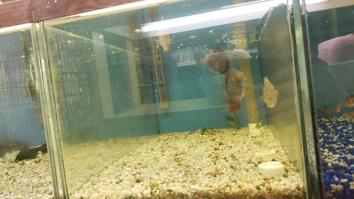 Pet Store «Hutch Pet Shop», reviews and photos, 103 Lake St, Kent, OH 44240, USA