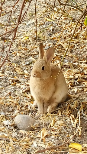 Park «Sahuaro Ranch Park», reviews and photos, 9802 N 59th Ave, Glendale, AZ 85302, USA