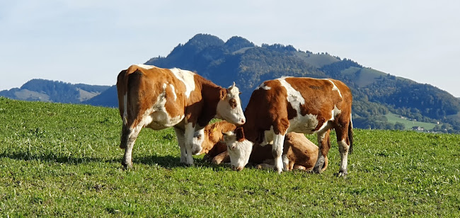 Kommentare und Rezensionen über La ferme du Bourgoz