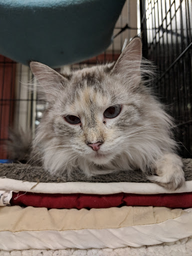 Pet Store «Pet Valu», reviews and photos, 125 Danbury Rd #06, Ridgefield, CT 06877, USA