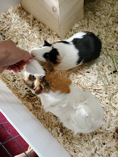 Pet Supply Store «PetSmart», reviews and photos, 2101 Elmwood Ave, Buffalo, NY 14207, USA