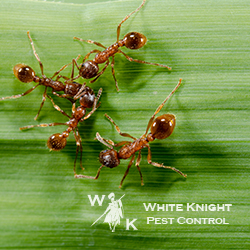 White Knight Pest Control image 3