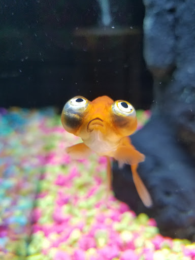 Pet Store «Aquarium», reviews and photos, 6410 Papermill Pl Way, Knoxville, TN 37919, USA