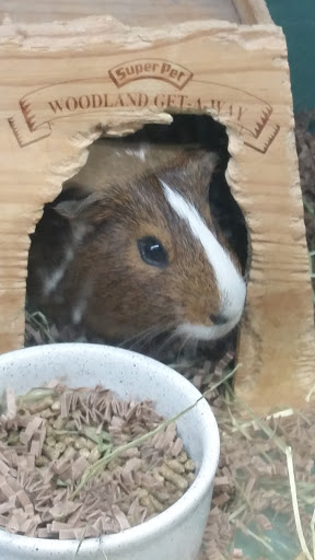 Pet Supply Store «Pet Supplies Plus», reviews and photos, 3120 NJ-35, Hazlet, NJ 07730, USA