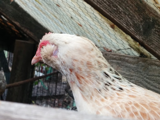 Gift Shop «Rose & Thorn», reviews and photos, 10050 Bodega Hwy, Sebastopol, CA 95472, USA