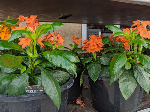 Grocery Store «H-E-B Grocery», reviews and photos, 3601 FM 1488, The Woodlands, TX 77384, USA