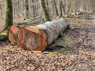 ONF Agence Territoriale Ile-de-France Est à Fontainebleau