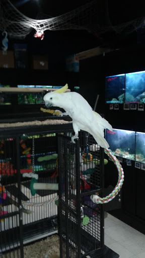 Pet Store «Petland», reviews and photos, 1514 Stonecreek Dr, Pickerington, OH 43147, USA