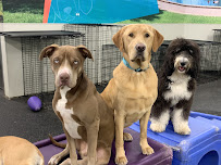 Dogtopia of Plano - Photo 3 - Car repair in Plano, TX, Plano