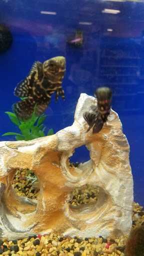 Pet Supply Store «PetSmart», reviews and photos, 10697 E US Hwy 36, Avon, IN 46123, USA