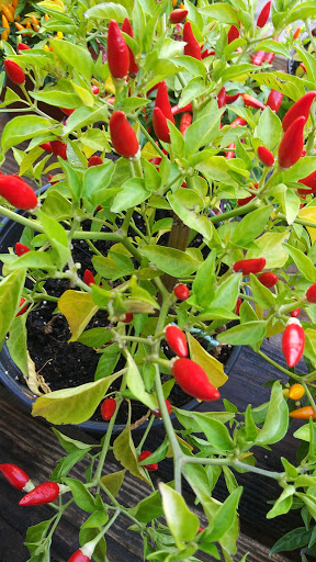 Grocery Store «Red Top Farm Market», reviews and photos, 1801 NJ-70, Southampton Township, NJ 08088, USA